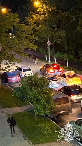 Подмосковные росгвардейцы помогли заблудившемуся лосю вернуться в лес