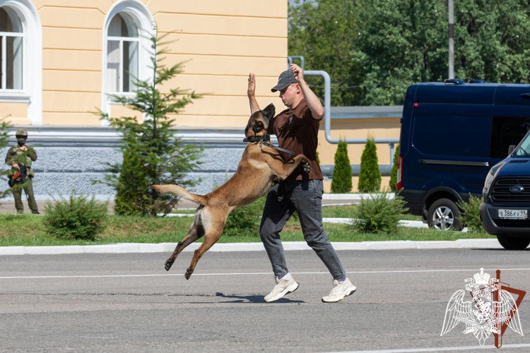 Кинологи подмосковного главка Росгвардии и их минно-розыскные собаки отмечены руководством ведомства за высокие показатели в службе (видео)