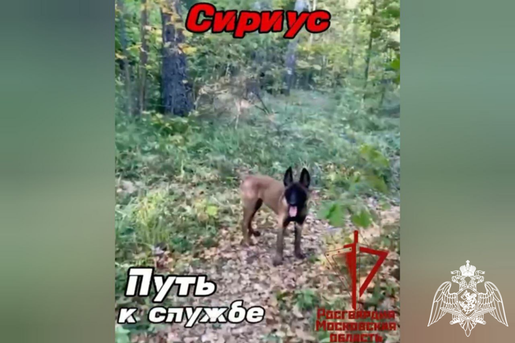 Сириус. Путь к службе  (видео)