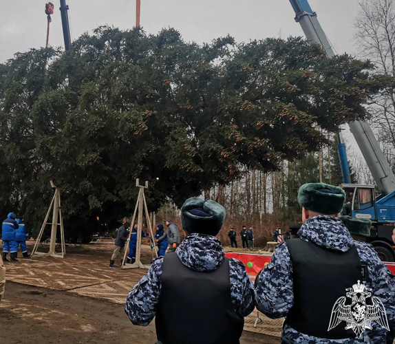 Росгвардейцы обеспечивают сохранность главной новогодней ёлки страны в Подмосковье в период её подготовки к транспортировке (видео)